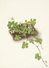 Northern Bedstraw. (Galium boreale)