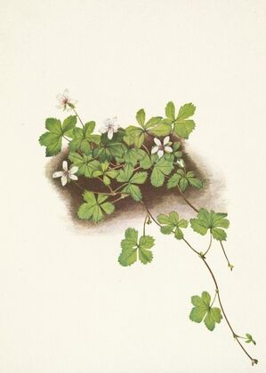 Northern Bedstraw. (Galium boreale)
