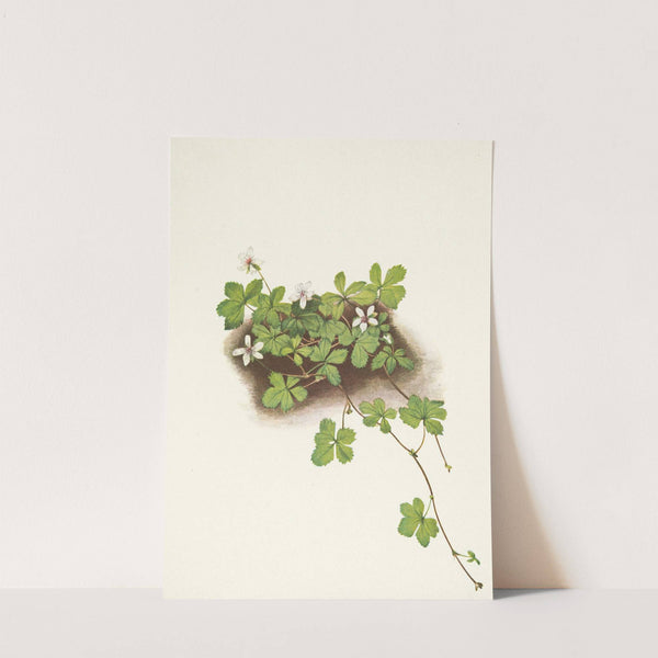 Red Dewberry. Rubus pedatus (1925) by Mary Vaux Walcott