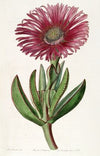 Red-edged Fig Marigold