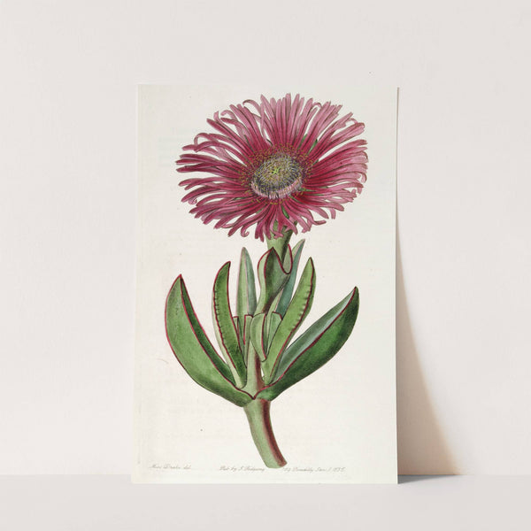 Red-edged Fig Marigold by Sydenham Edwards