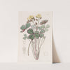 Red-edged Wood Sorrel by Sydenham Edwards