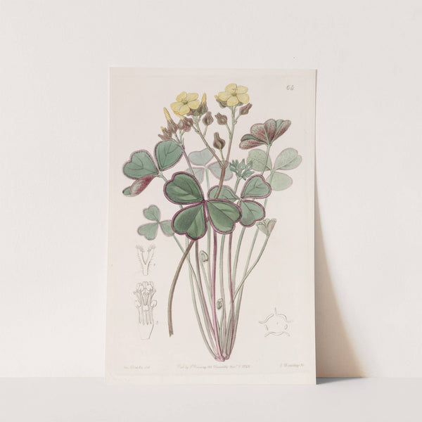 Red-edged Wood Sorrel by Sydenham Edwards