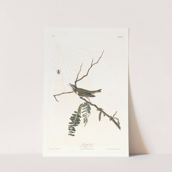 Red-eyed vireo by John James Audubon