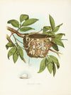 Red-eyed Vireo