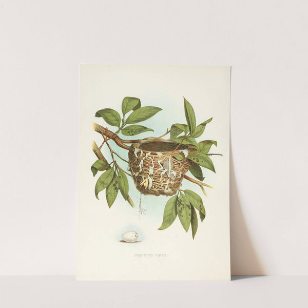 Red-eyed Vireo (1882) by Edwin L. Sheppard