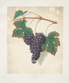 Red frontianiac grape. (1812)