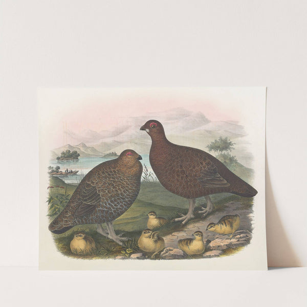 Red Grouse by Daniel Giraud Elliot