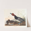 Red-headed duck by John James Audubon