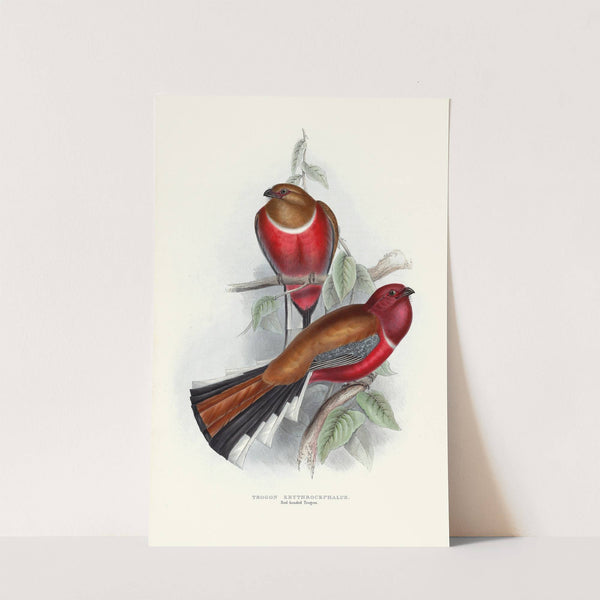 Red-Headed Trogon (1835-1838) by John Gould