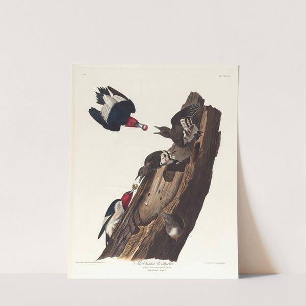 Red headed woodpecker by John James Audubon
