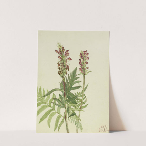 Red-Helmet (Pedicularis bracteosa) (1924) by Mary Vaux Walcott