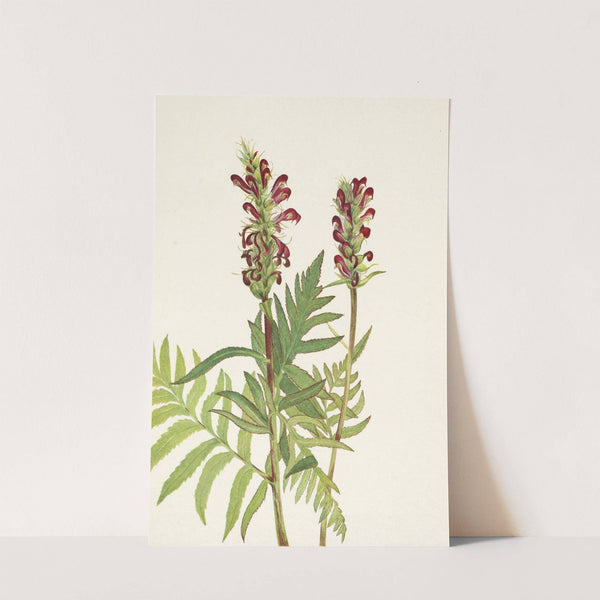 Red-helmet Pedicularis bracteosa (1925) by Mary Vaux Walcott