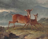 Red hind and calf