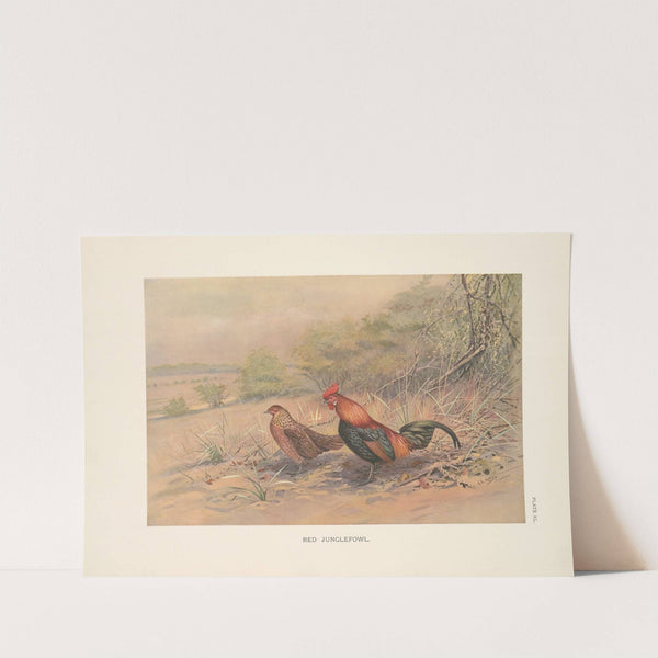 Red Junglefowl (Gallus gallus). (1918-1922) by George Edward Lodge