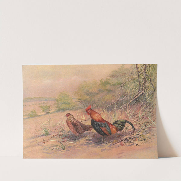 Red Junglefowl by George Edward Lodge