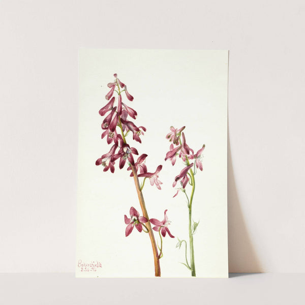 Red Larkspur (Delphinium nudicale) (1935) by Mary Vaux Walcott