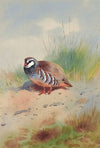 Red-Legged Partridge (1907)