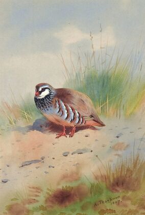 Red-Legged Partridge (1907)