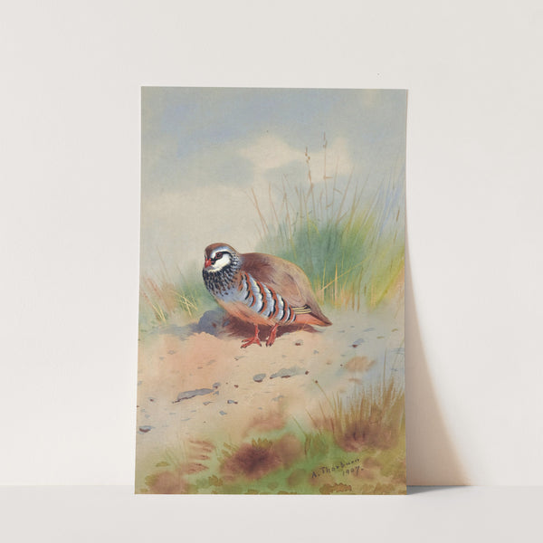Red-Legged Partridge (1907) by Archibald Thorburn