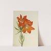 Red Lily (Lilium montanum) (1923) by Mary Vaux Walcott
