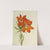 Red Lily (Lilium montanum) (1923) by Mary Vaux Walcott