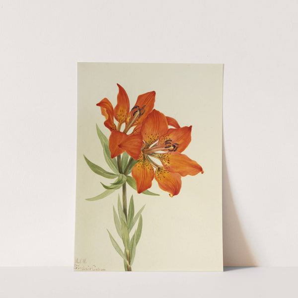 Red Lily (Lilium montanum) (1923) by Mary Vaux Walcott