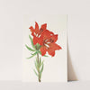 Red Lily. (Lilium montanum) (1925) by Mary Vaux Walcott
