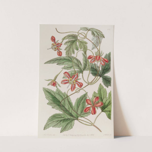 Red Loasa by Sydenham Edwards