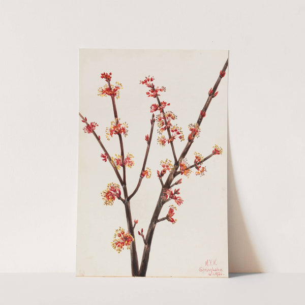 Red Maple (Acer rubrum) (1920) by Mary Vaux Walcott