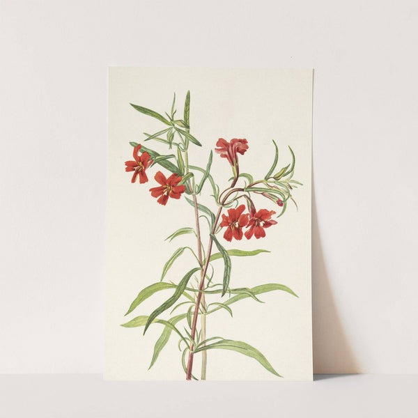 Red Monkeyflower. Diplacus puniceus (1925) by Mary Vaux Walcott