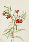 Red Monkeyflower (Diplaucus puniceus) (1920)