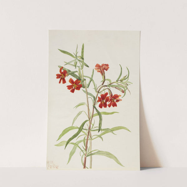 Red Monkeyflower (Diplaucus puniceus) (1920) by Mary Vaux Walcott