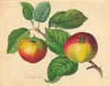 Red Must (1811)
