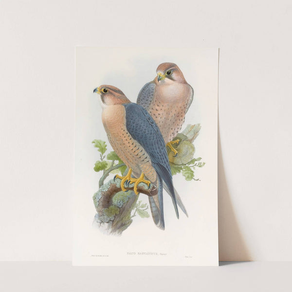 Red-naped Falcon by John Gould