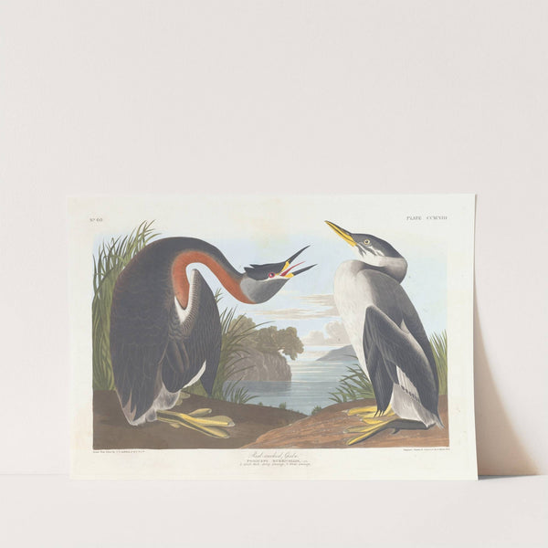 Red-necked grebe by John James Audubon