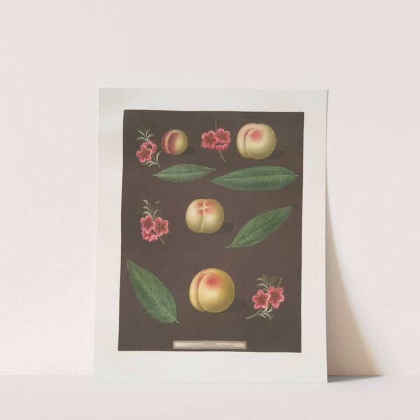 Red nutmeg, Hemskirk, Early Ann and French Vanguard Peaches. (1812) by George Brookshaw