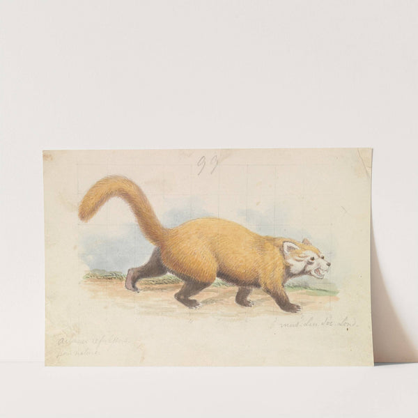 Red Panda (1837) by Charles Hamilton Smith