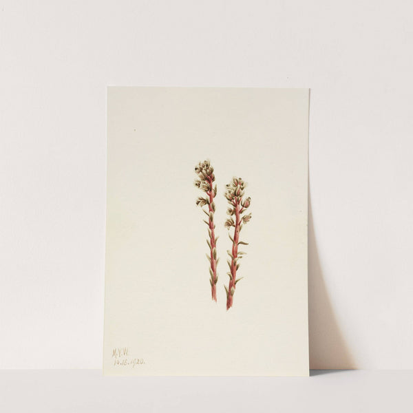 Red Pinesap (Hypopitys lanuginosa) (1920) by Mary Vaux Walcott