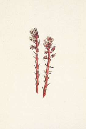 One-leaf Bog-orchid. (Habenaria obtusata)