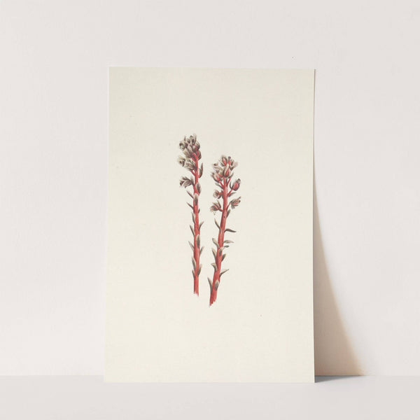 Red Pinesap. Hypopitys lanuginosa (1925) by Mary Vaux Walcott