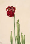 Red Pitcherplant (Sarracenia jonesii) (1930)