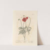 Red poppy by Elizabeth Blackwell