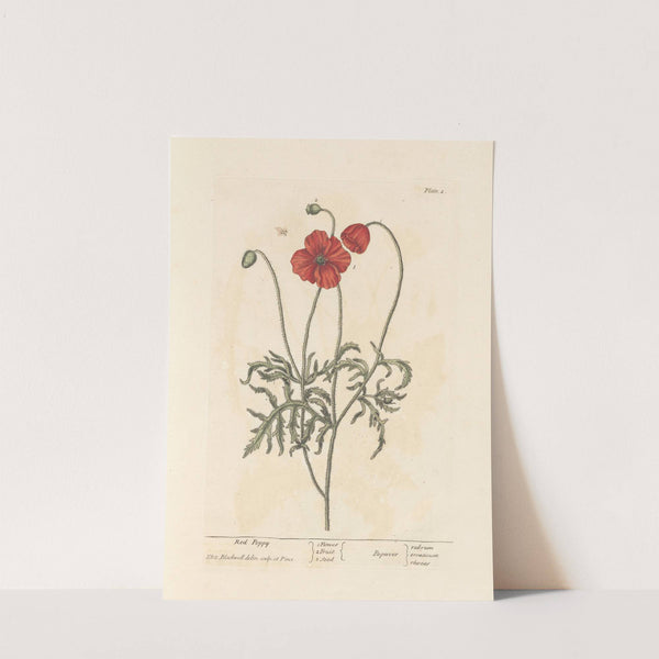 Red poppy by Elizabeth Blackwell