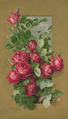 Red roses growing through a window