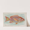 Red Snapper (1889) by Allen & Ginter