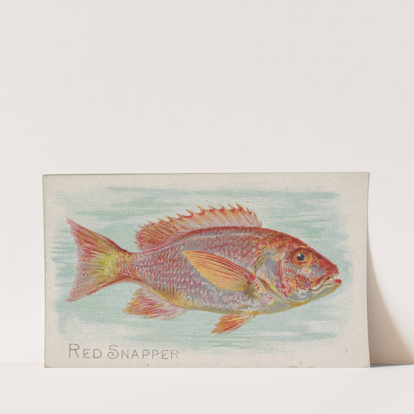 Red Snapper (1889) by Allen & Ginter