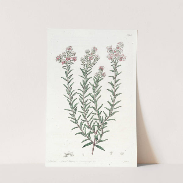 Red Soulangia by Sydenham Edwards