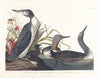 Red-throated diver