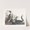 Red-throated diver by John James Audubon